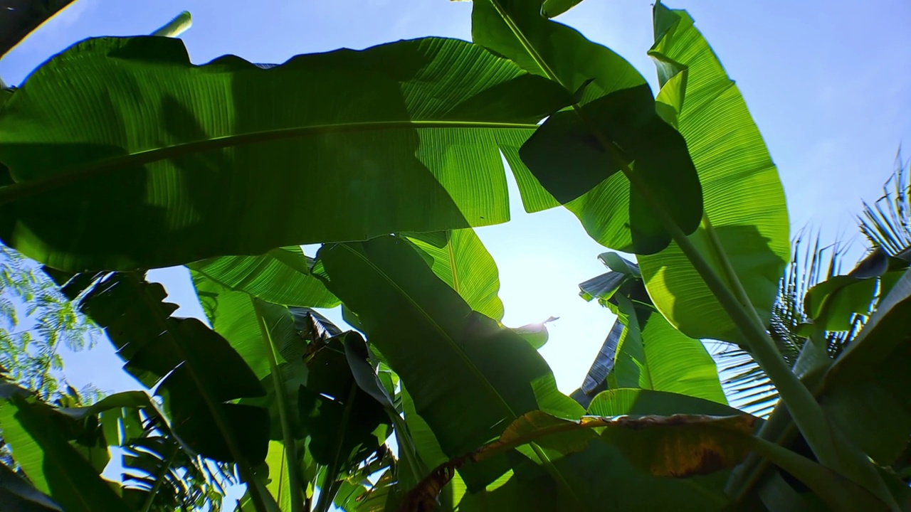 绿色的香蕉叶与阳光之间的叶子和明亮的蓝色和白色的云使美感的印象，电影视频4k摄像机运动视频下载