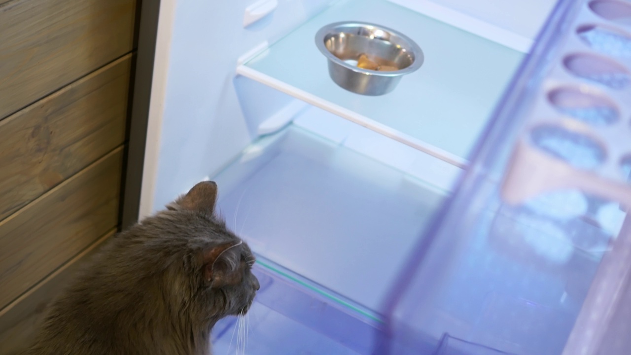 猫往冰箱里看，冰箱的架子上有一碗他的食物。在家喂猫。家猫的生活在一个舒适的家与他们的主人。照顾宠物，比如猫。视频下载