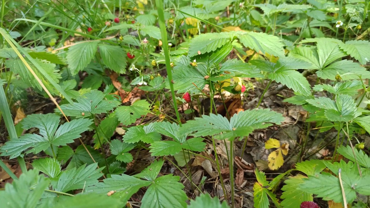 野生森林中红色和绿色的草莓浆果和白色的花视频素材