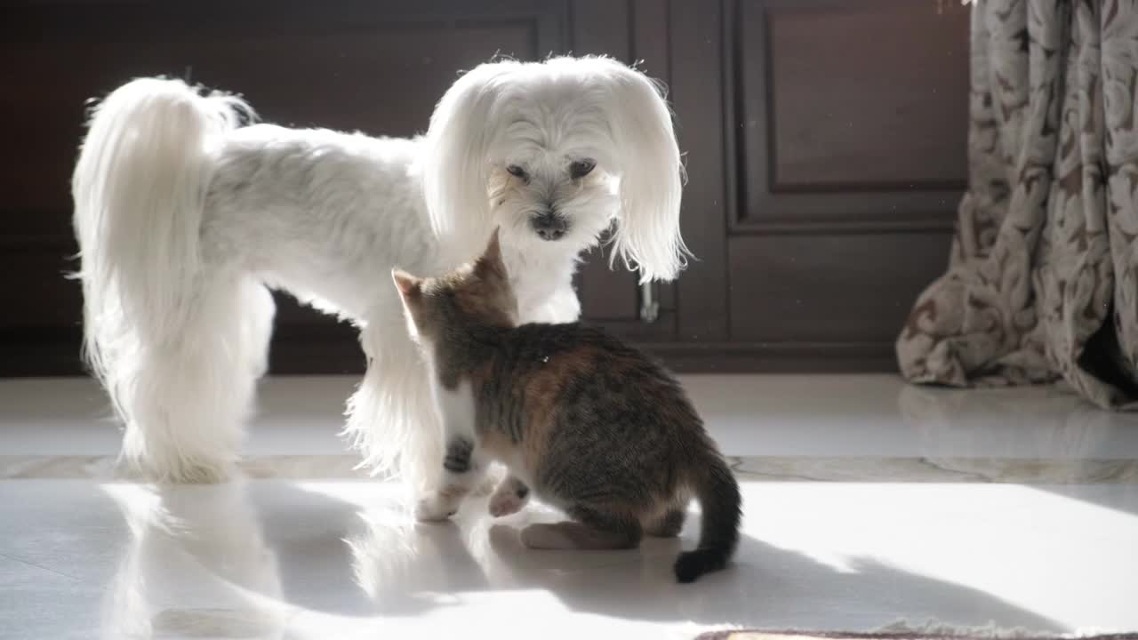 小猫和小狗玩耍视频素材