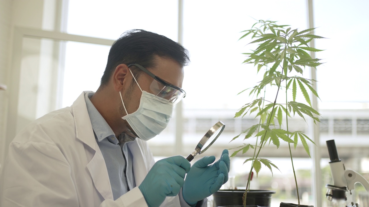 科学家正在实验室研究大麻。视频下载
