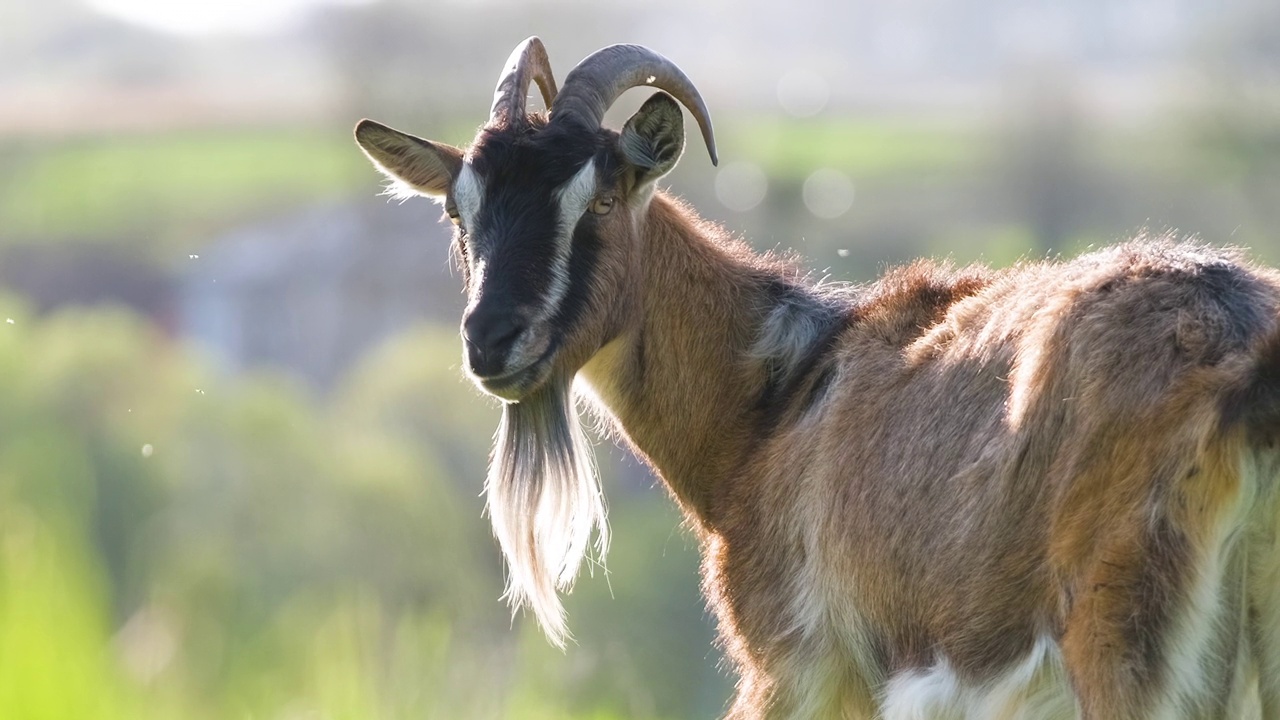 夏天，长胡子长角的家奶山羊在绿色的农场牧场上吃草。在农田草地上饲养牛视频素材