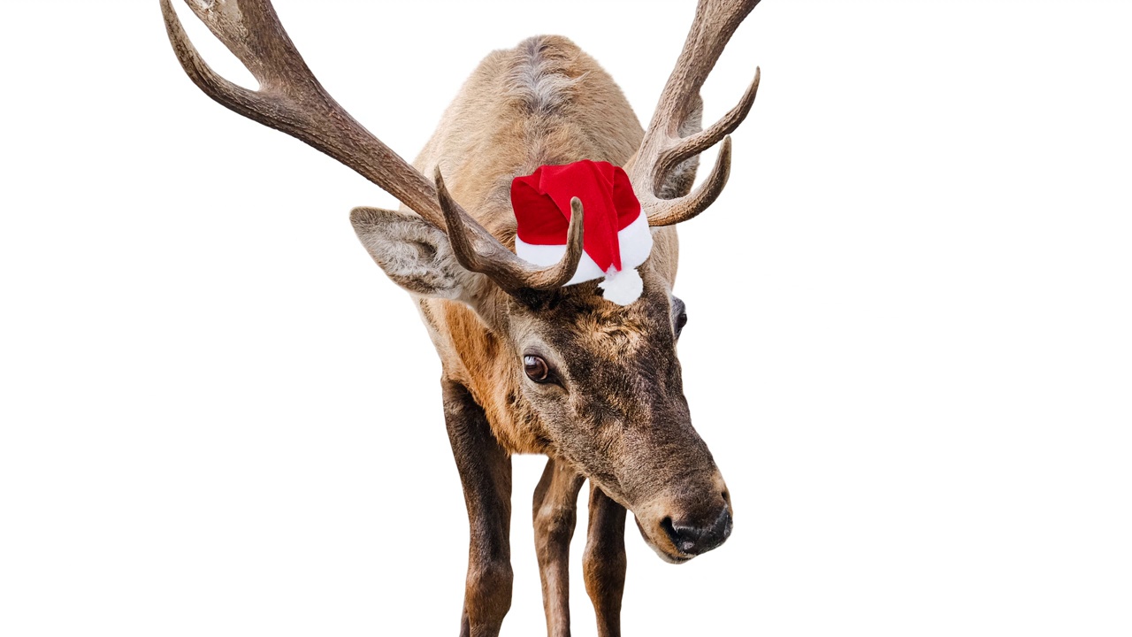 视频幻灯片显示的有趣的动物在圣诞老人的帽子孤立在白色背景。新年或圣诞节与动物园动物的视频。4 k的决议视频下载