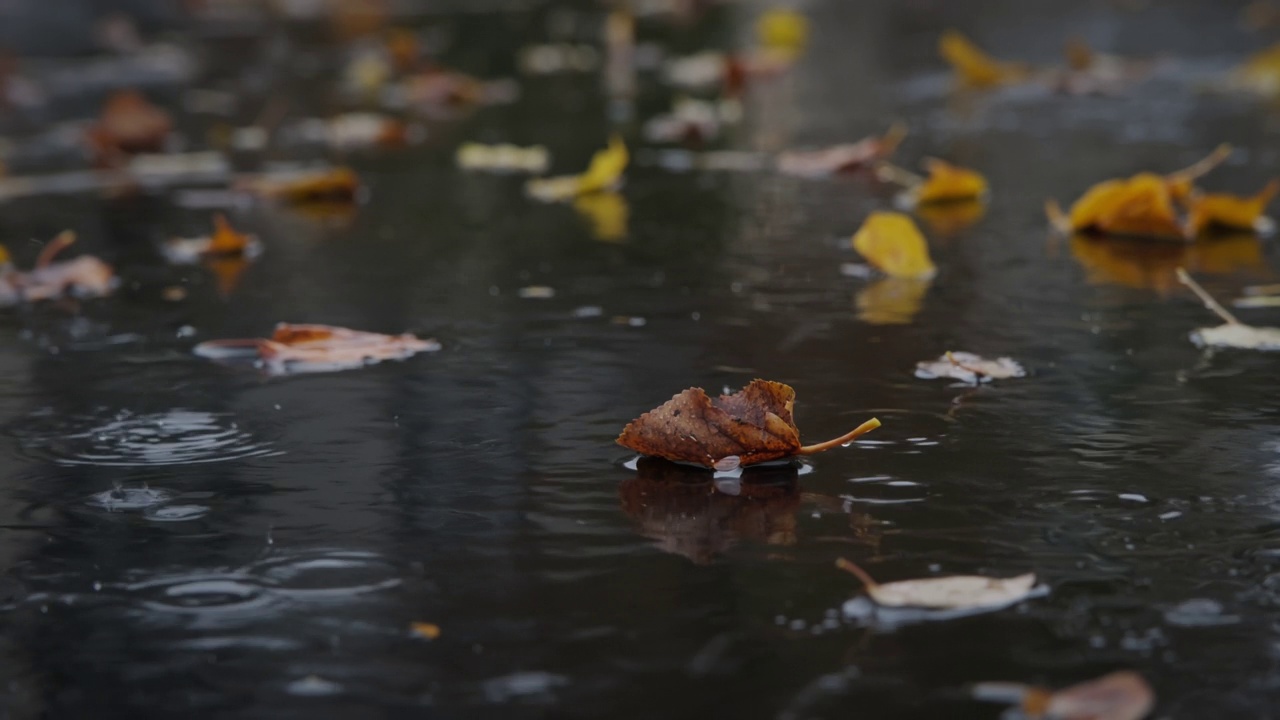 柏油路上的雨滴和落叶视频素材