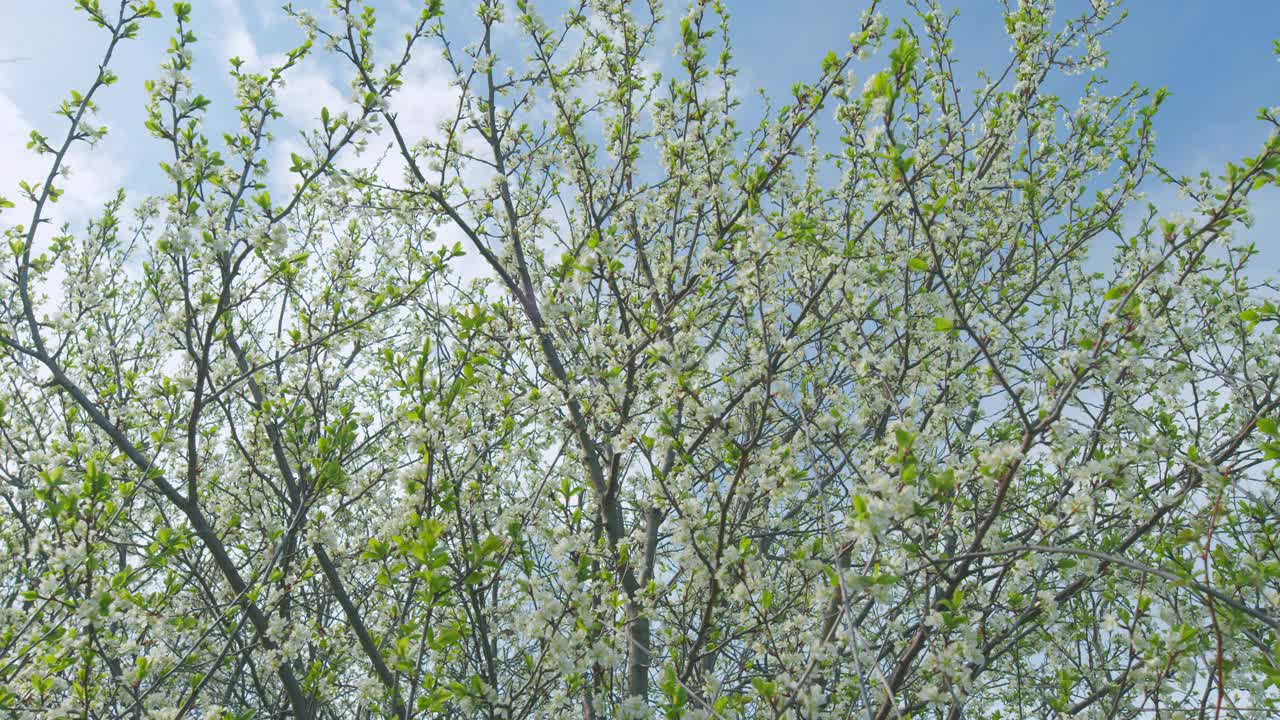 美丽的白色盛开的樱桃树。春天，花园里盛开着白色花朵的樱花树。缓慢的运动。视频素材