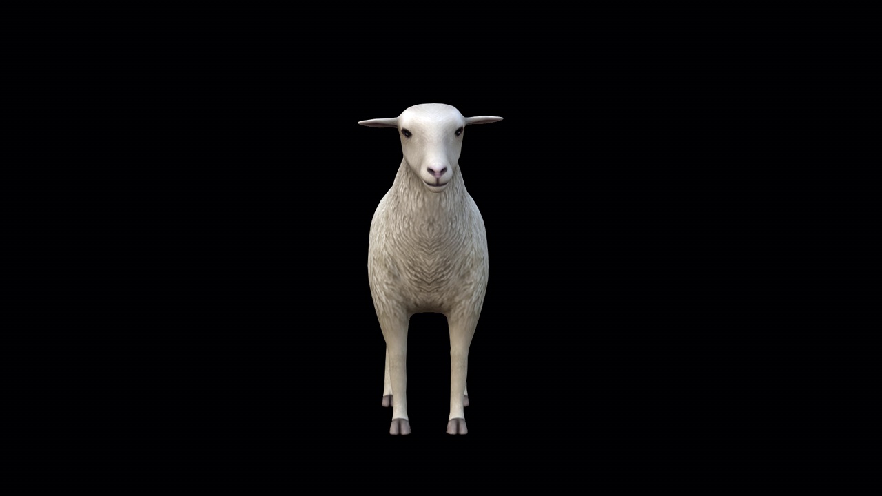 绵羊闲置视图从前面视频下载