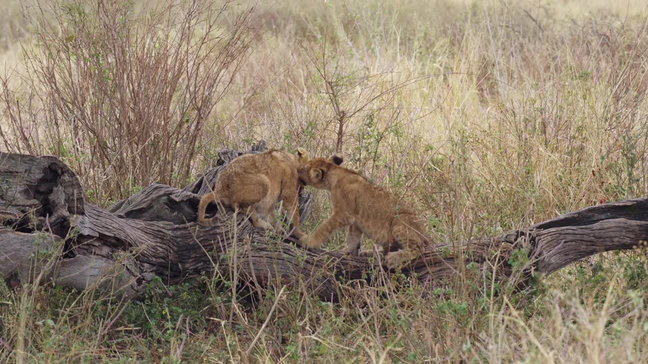 两只小狮子在坦桑尼亚塞伦盖蒂野生动物保护区的树干上玩耍视频素材