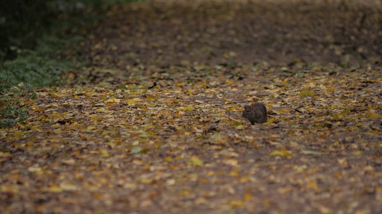 老鼠在有落叶的小路上跑向摄像机视频素材
