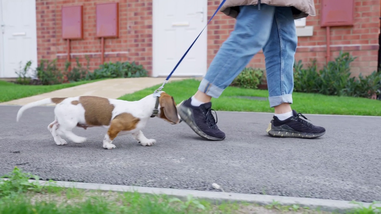 迷你腊肠小狗狗在街上与主人散步视频素材