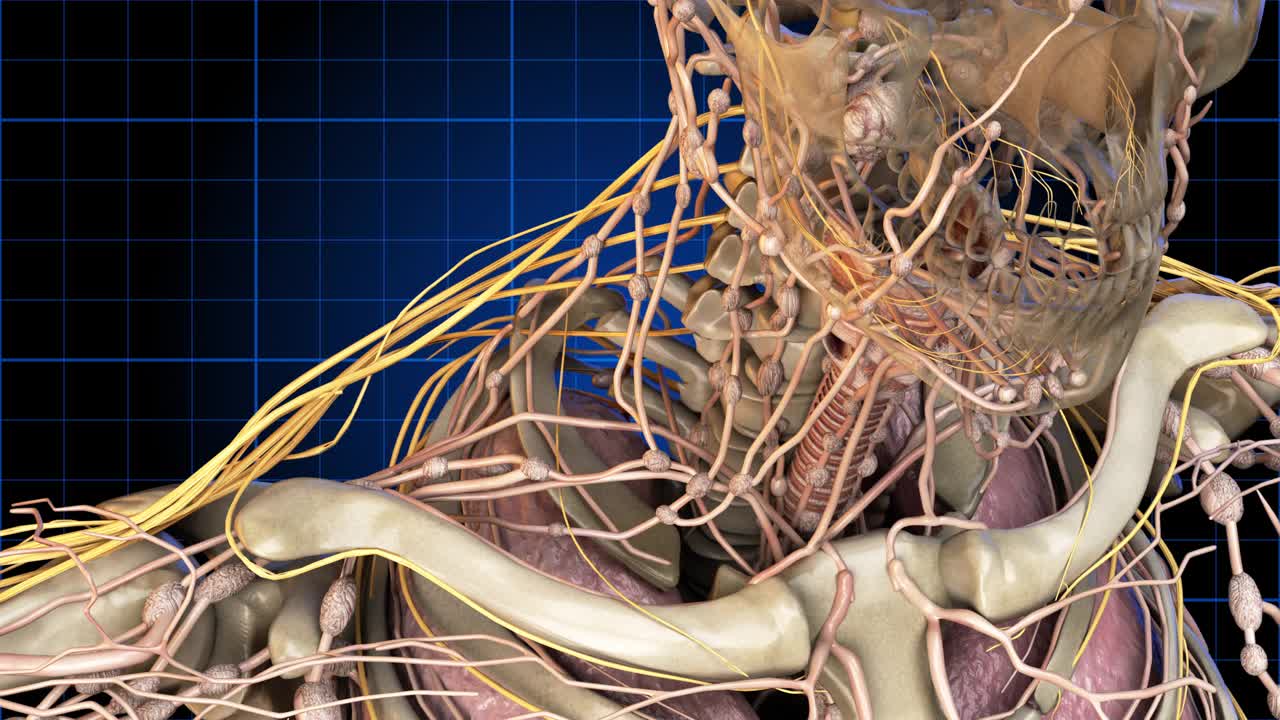 解剖学1005:一个解剖的人旋转显示脖子和肩膀。视频下载