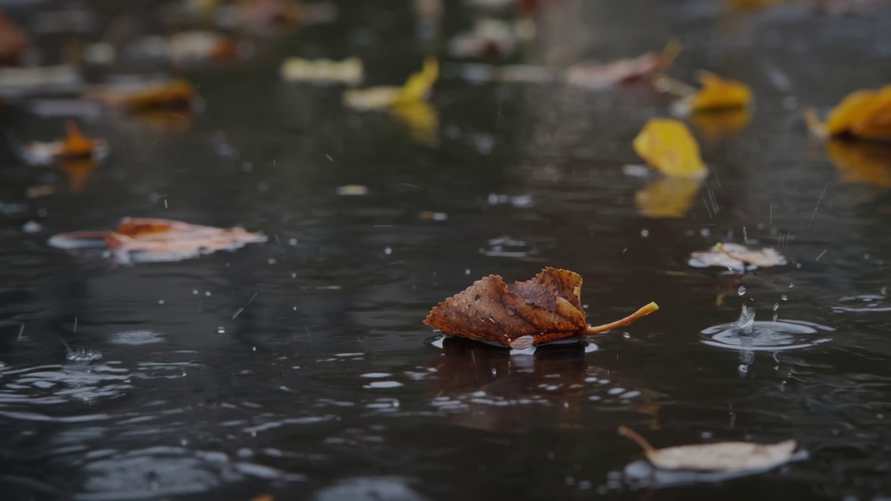 柏油路上的雨滴和落叶。慢动作视频素材