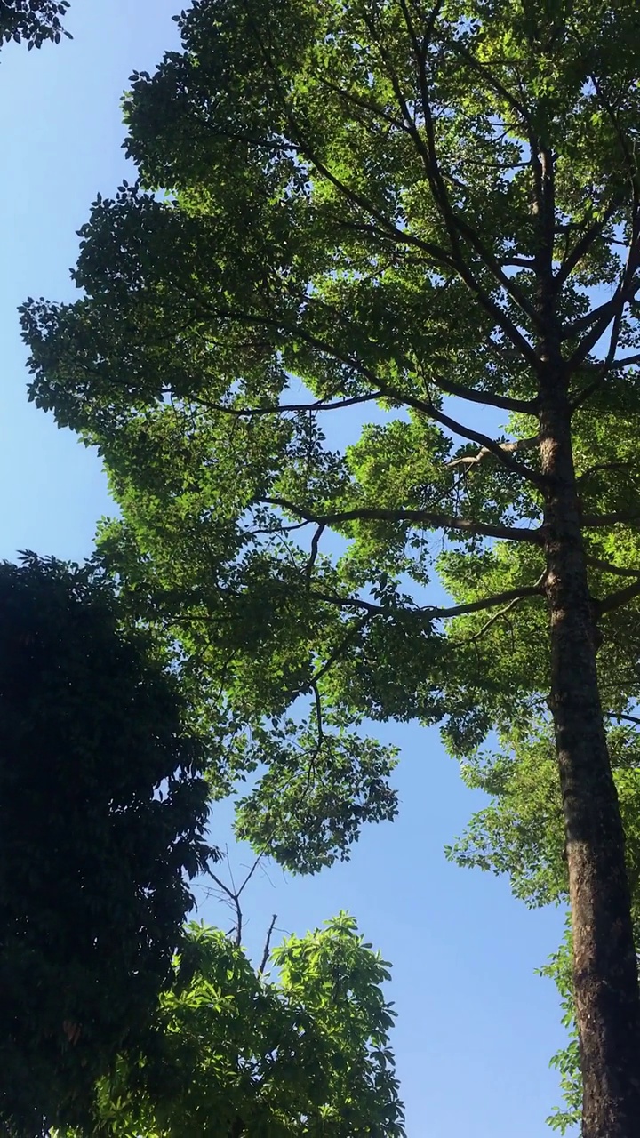 公园里大树的低角度视图视频素材