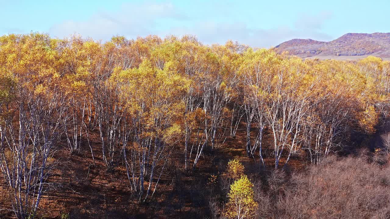 内蒙古五彩森林鸟瞰图视频素材