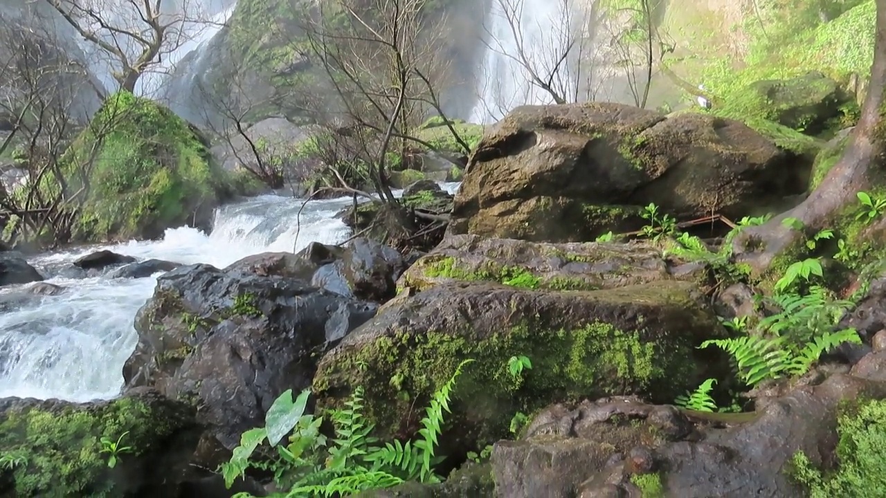 绿色植物和苔藓在石头与瀑布在热带雨林视频素材