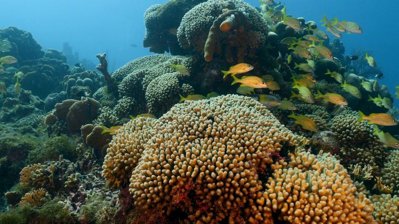 一群咕噜鱼在加勒比海/库拉索岛珊瑚礁的蓝绿色水中视频下载