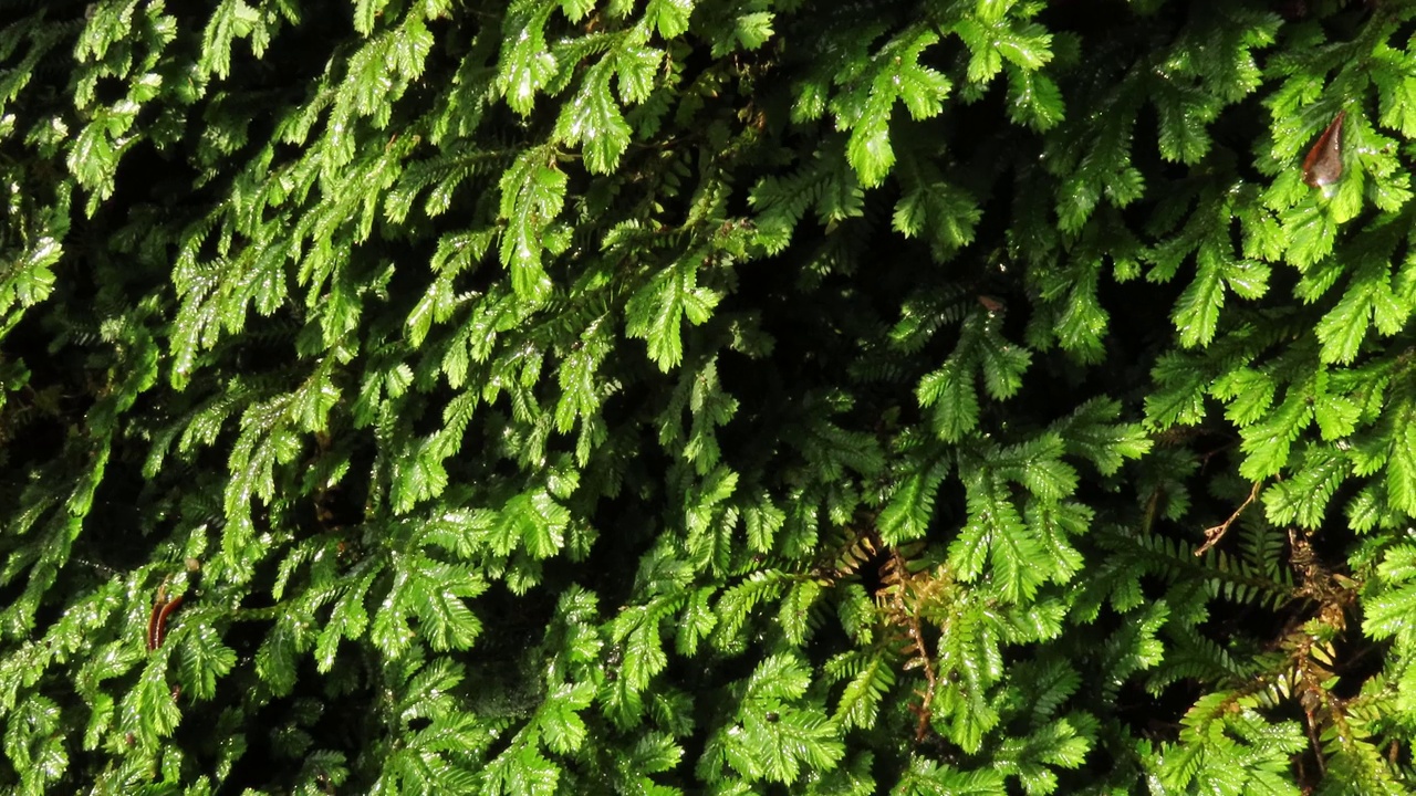 热带雨林中的绿叶蕨视频素材