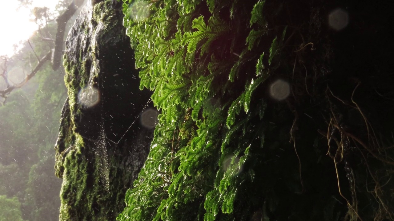 热带雨林中的绿叶蕨视频素材