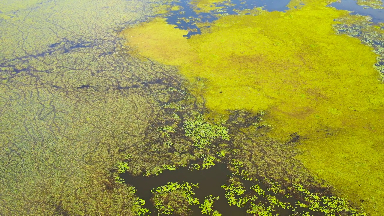 湖面上长满了植物和浮萍。视频素材