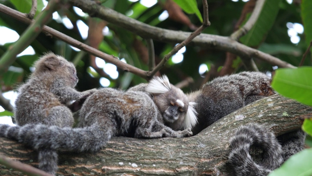 三只非常可爱的长尾狨猴在一根浓密的棕色树枝上互相梳理视频素材