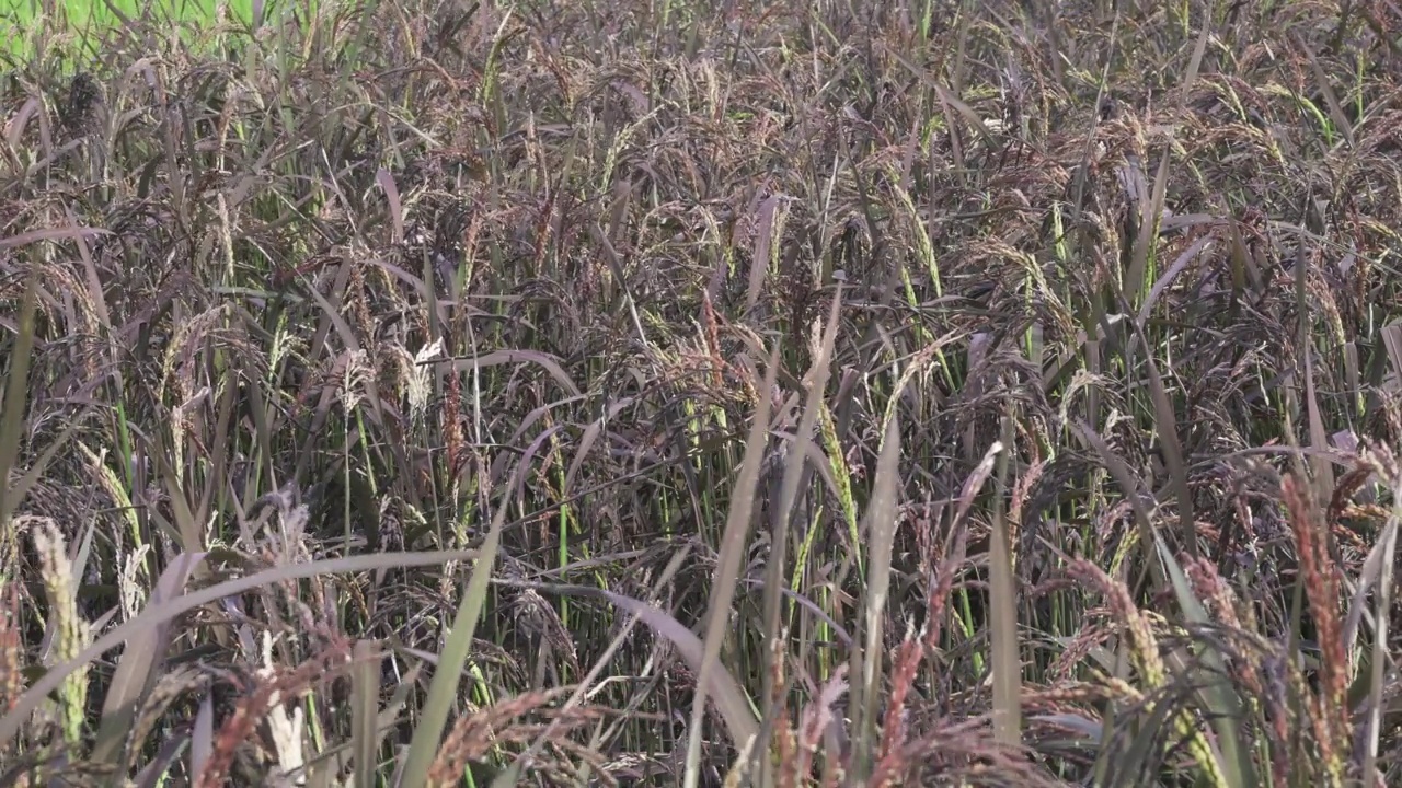 紫色稻田观风景。食品农业视频下载