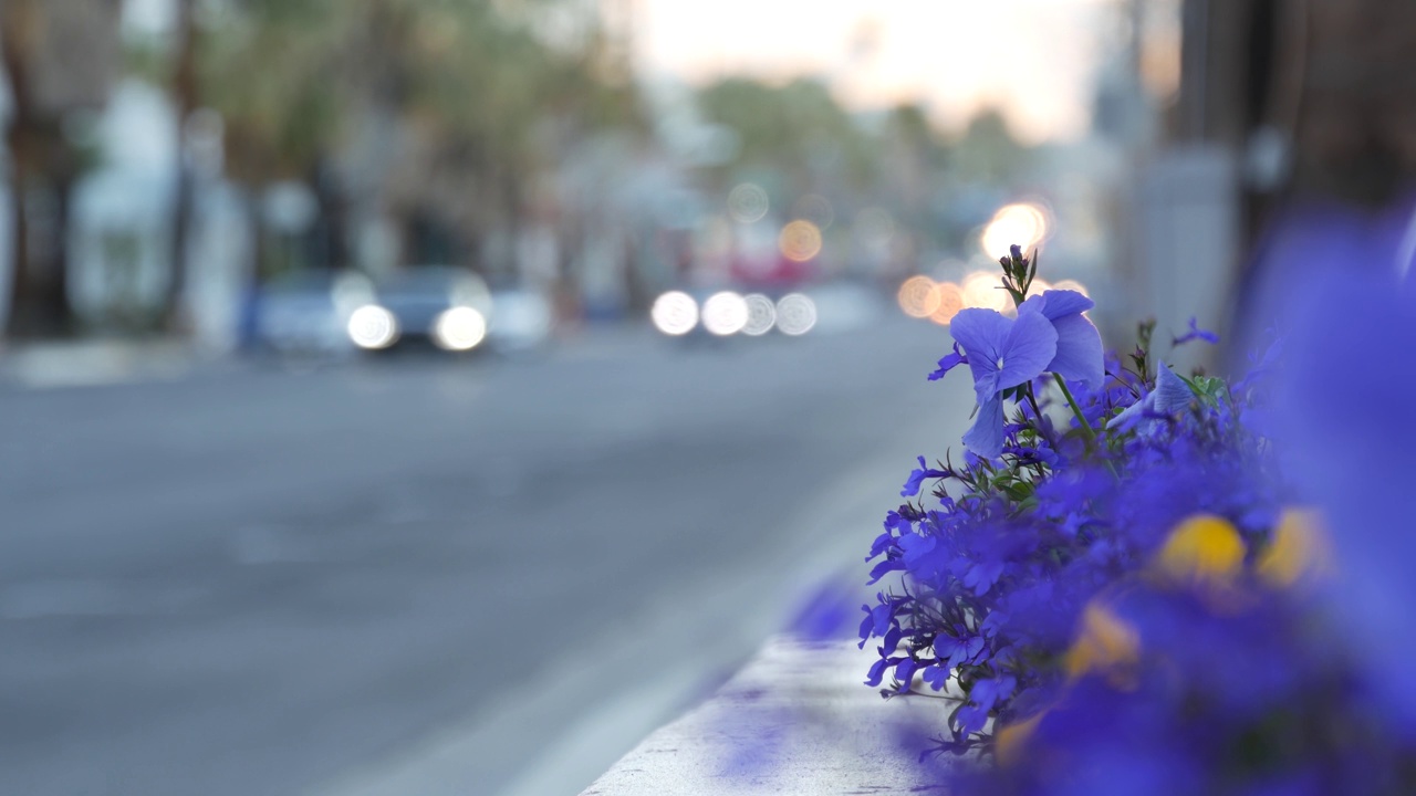 棕榈树和鲜花，棕榈泉市街道，加州夏日自驾游。视频下载