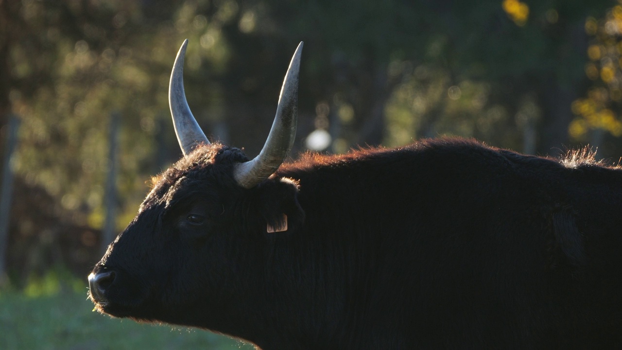 在田野里的Camargue牛(Bos taurus)视频下载