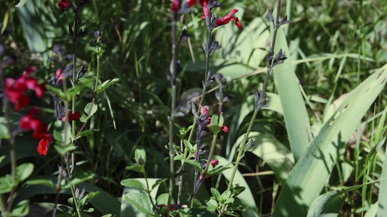 摩罗·斯芬克斯在红色鼠尾草周围飞翔视频下载