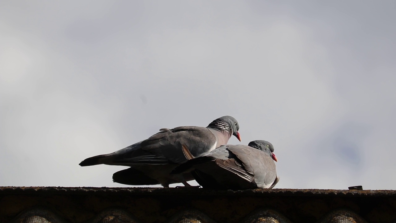 一对鸽子正坐在屋顶上。视频素材
