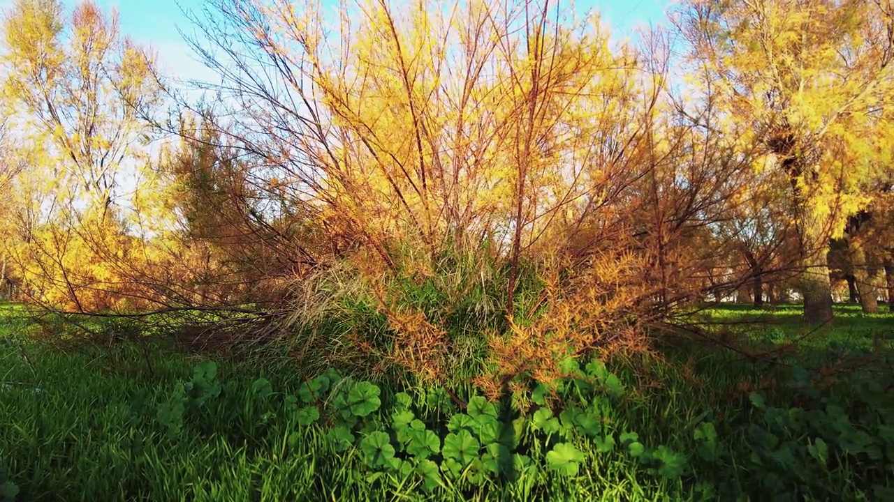 在秋天的一个阳光明媚的日子里，泛着绿草的森林，橙色树叶的树木和灌木丛，美丽的蓝天视频下载