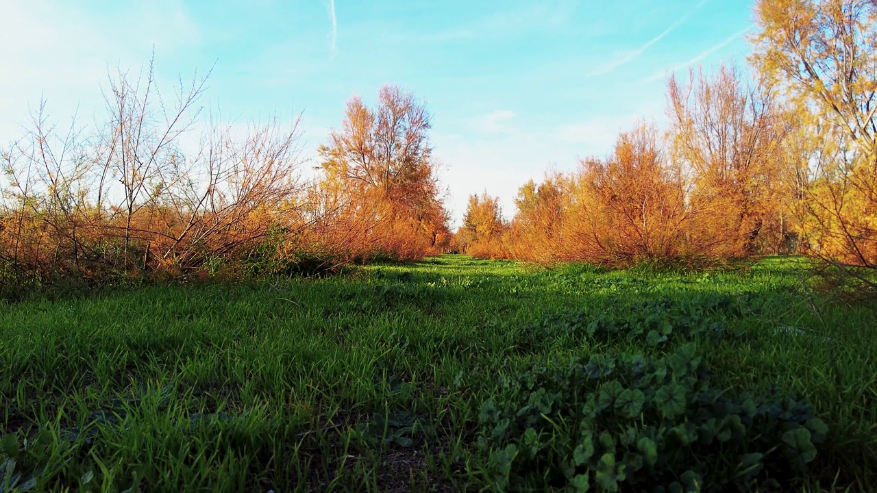 森林里有绿色的草，树木和灌木丛有橙色的叶子，秋天阳光明媚的日子里有美丽的蓝天视频下载