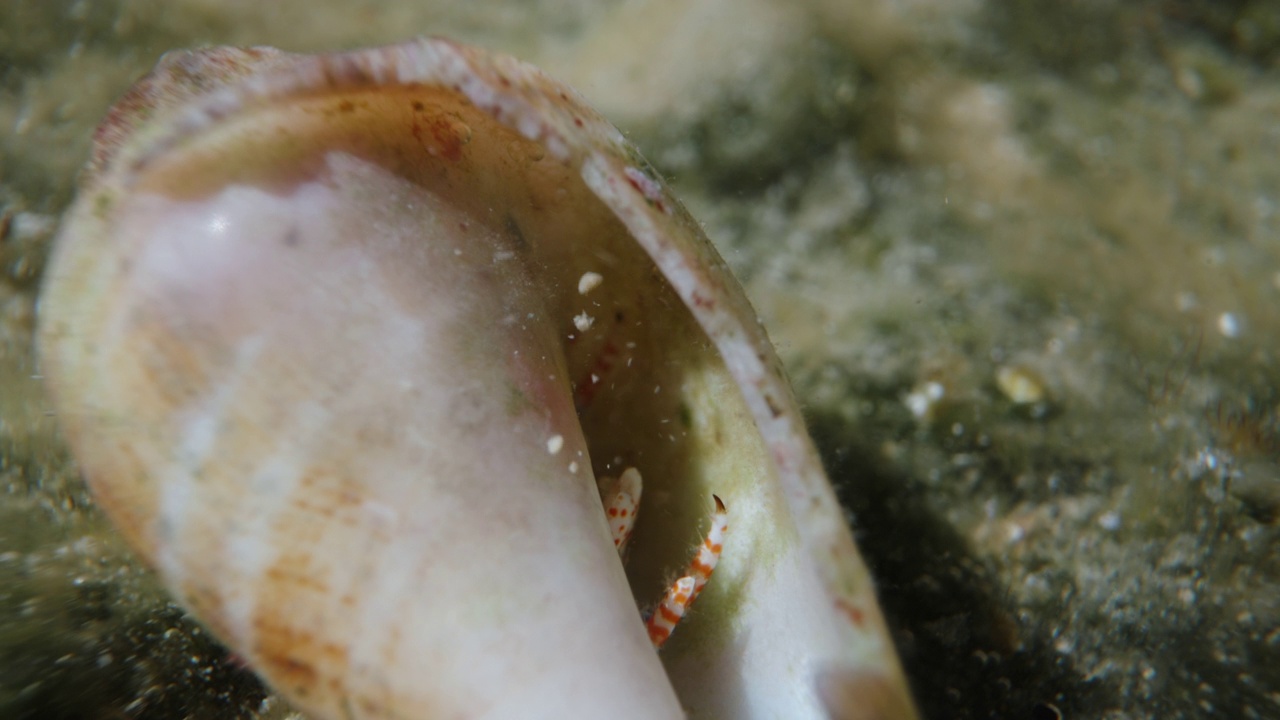 一只带壳的小螃蟹，用爪子撕扯食物，然后吐出来。超级宏视频素材