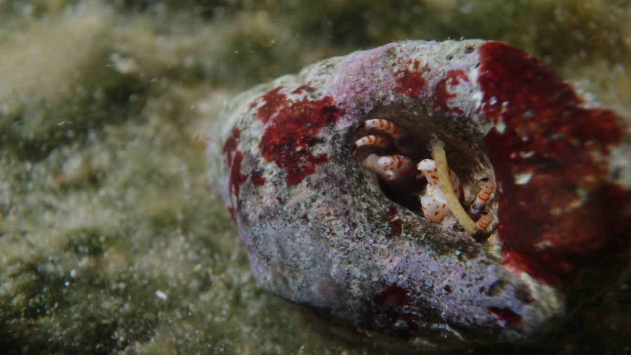 寄居蟹，在水下从壳里钻出来，超级大。视频素材