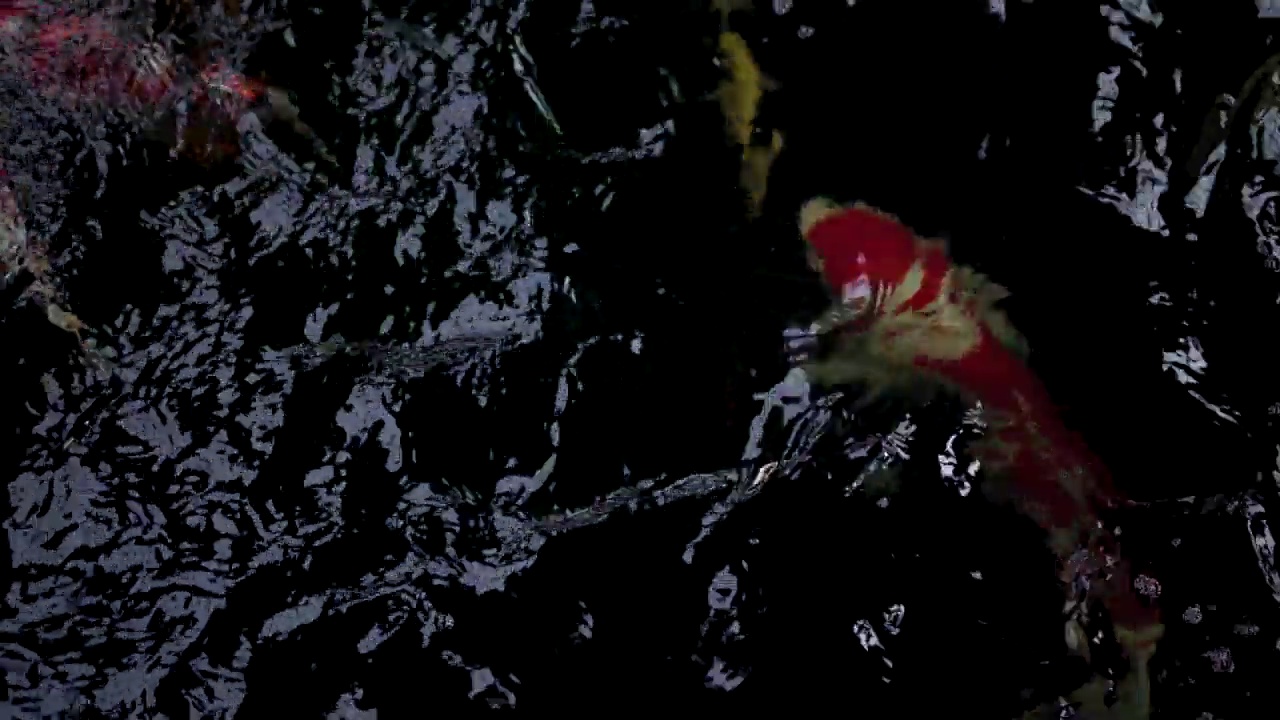 非常漂亮，非常大的锦鲤鱼在花园池塘的风水和放松视频下载