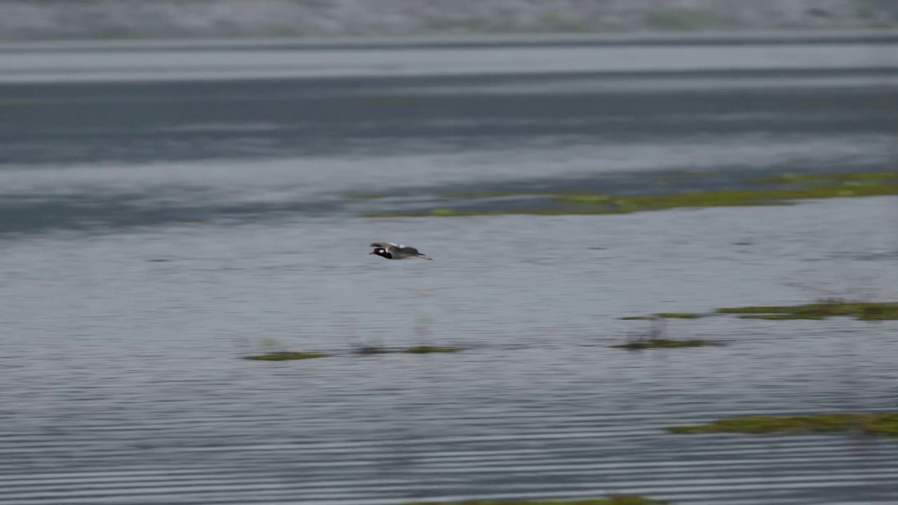 在阴沉的日子里，鸟儿飞过河上视频下载