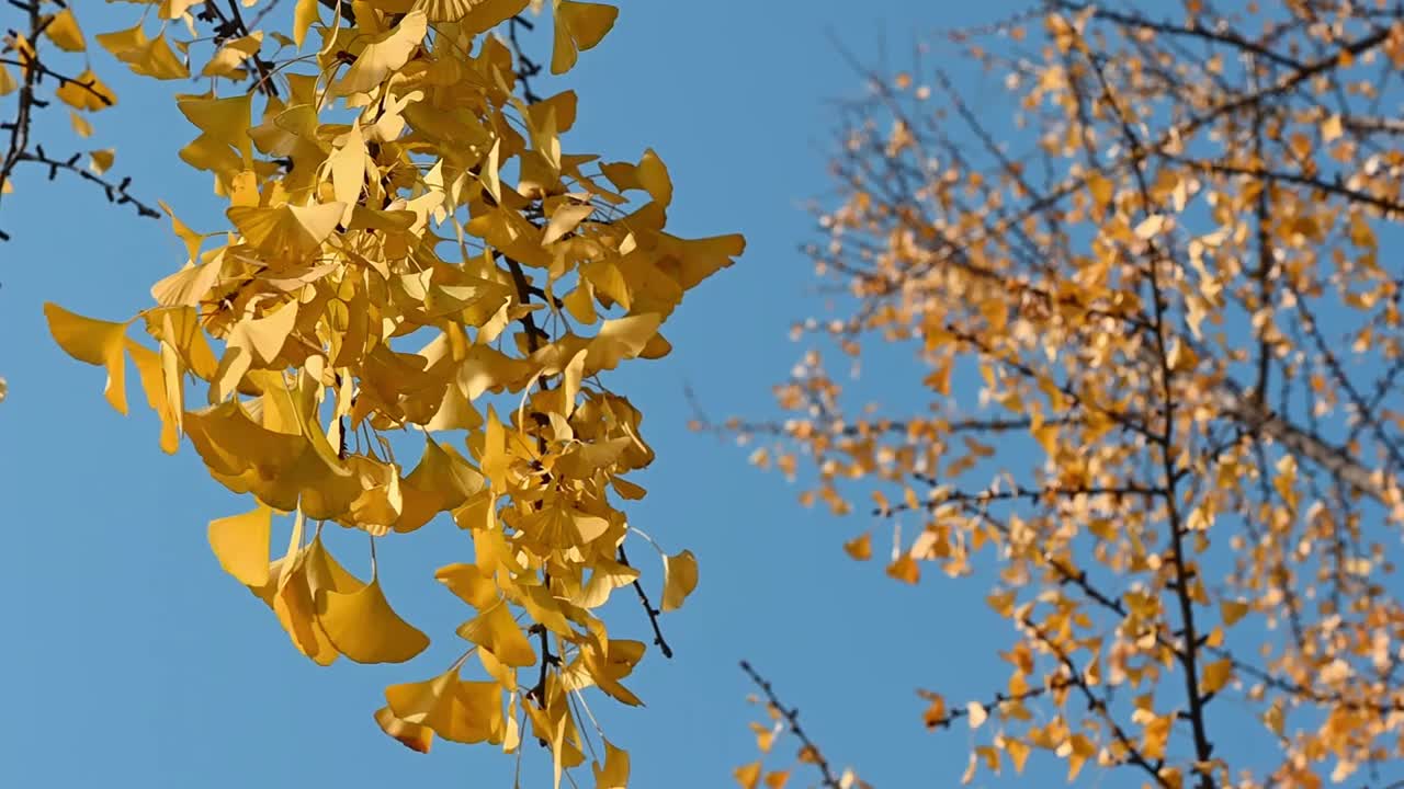 秋天，银杏黄色的叶子映衬着湛蓝的天空视频下载