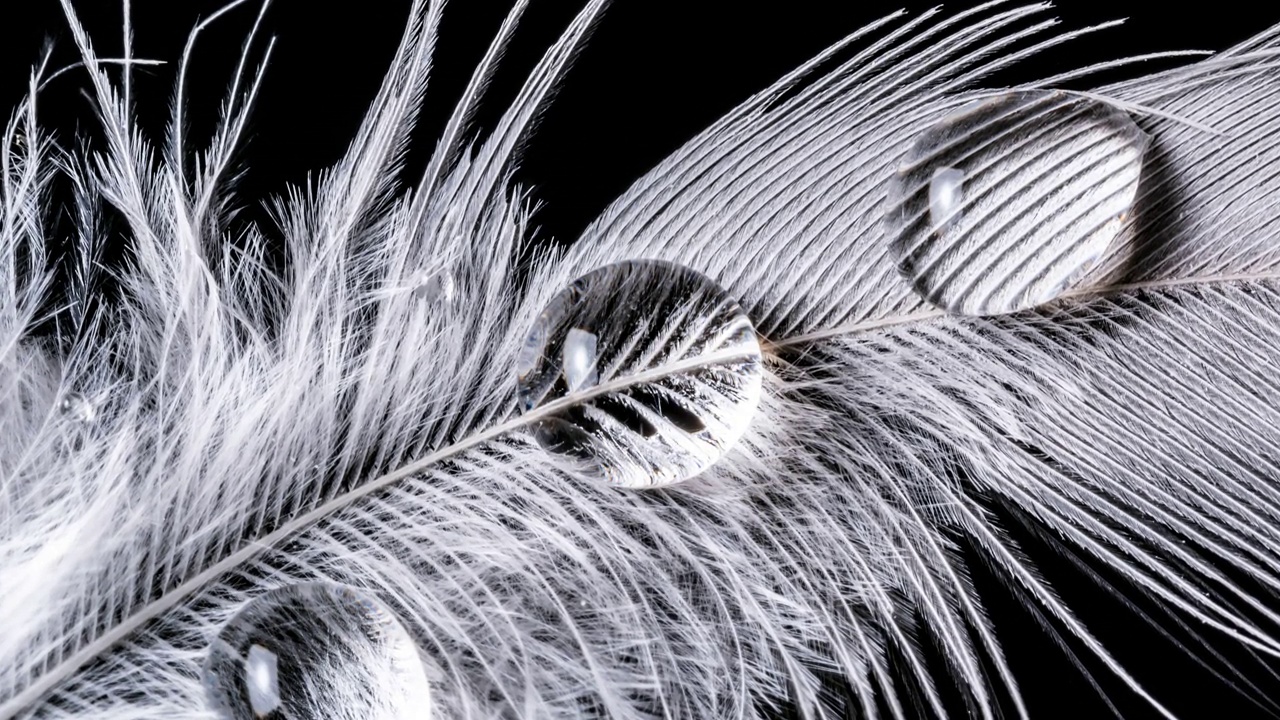 美丽的白色羽毛笔与水滴特写隔离在黑色背景上。羽毛的纹理。4k微距原始视频与流畅的相机运动。工作室拍摄。60 fps。视频下载