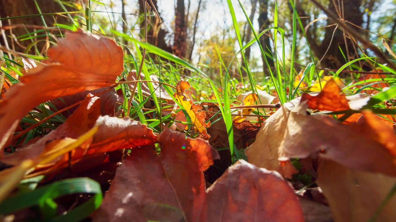 黄色秋色的树叶和树木特写，森林中明亮的阳光的流逝，美丽的秋天景观，秋天的自然视频素材