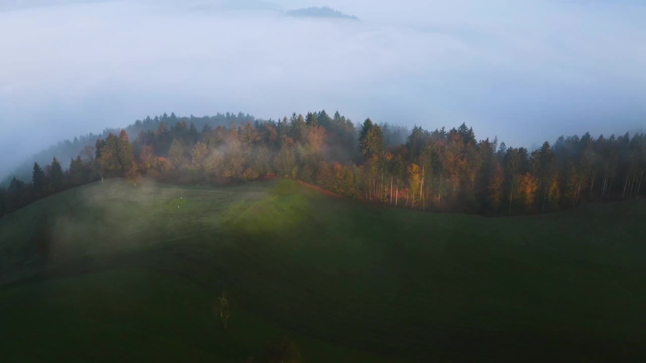 鸟瞰黎明时分美丽的草地、山丘和树木。美妙的雾霭景观在斯洛文尼亚的俯视图视频下载