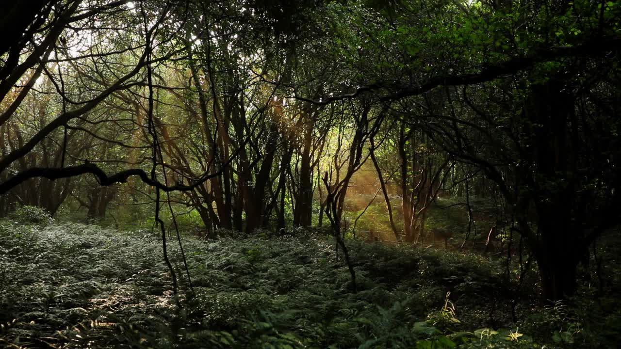 森林里的阳光视频素材