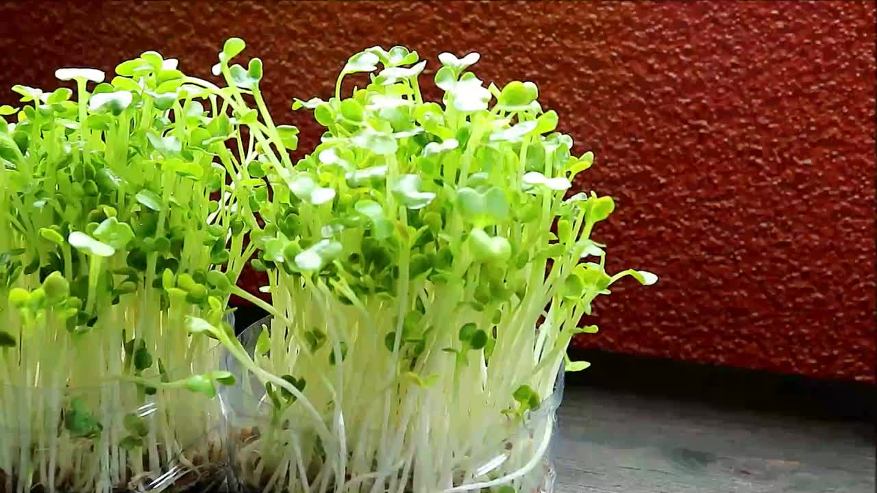 收获白竹Kaiware的镜头，一种作为可食用的室内植物的水培微型绿色植物视频素材