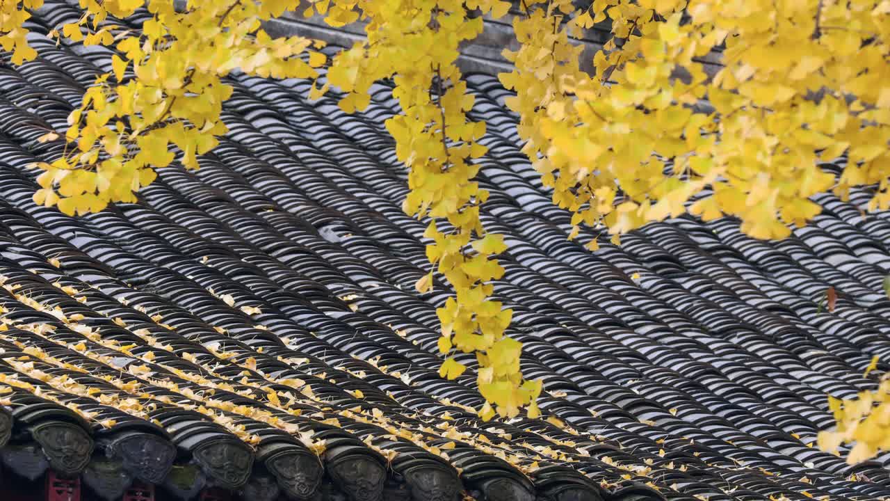 银杏树的黄叶落在中国古代建筑的屋顶上视频下载