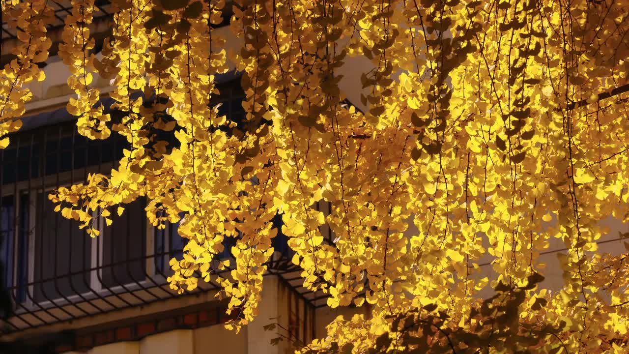成都的老住宅区沉浸在银杏树的黄叶中视频下载