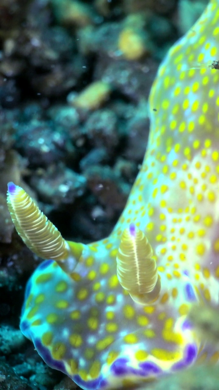 垂直视频的接近水下拍摄的头部的裸鳃鲷和小虾视频下载