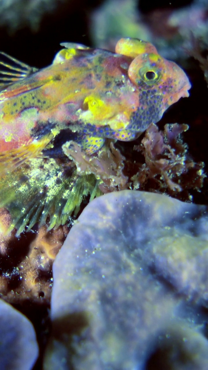 垂直视频接近水下拍摄的蜂窝龙鱼视频下载