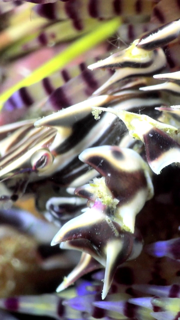 垂直视频近距离水下拍摄的斑马蟹对火海胆视频下载