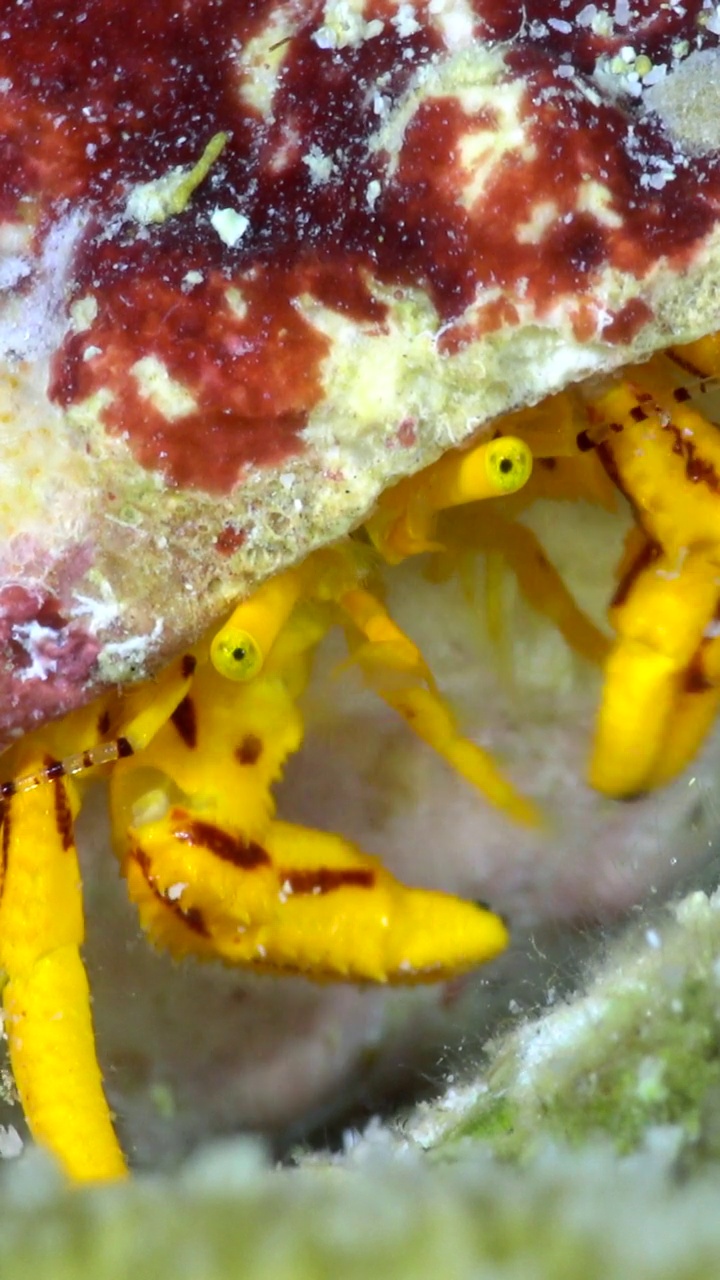 近距离水下黄寄居蟹进食的垂直视频视频下载