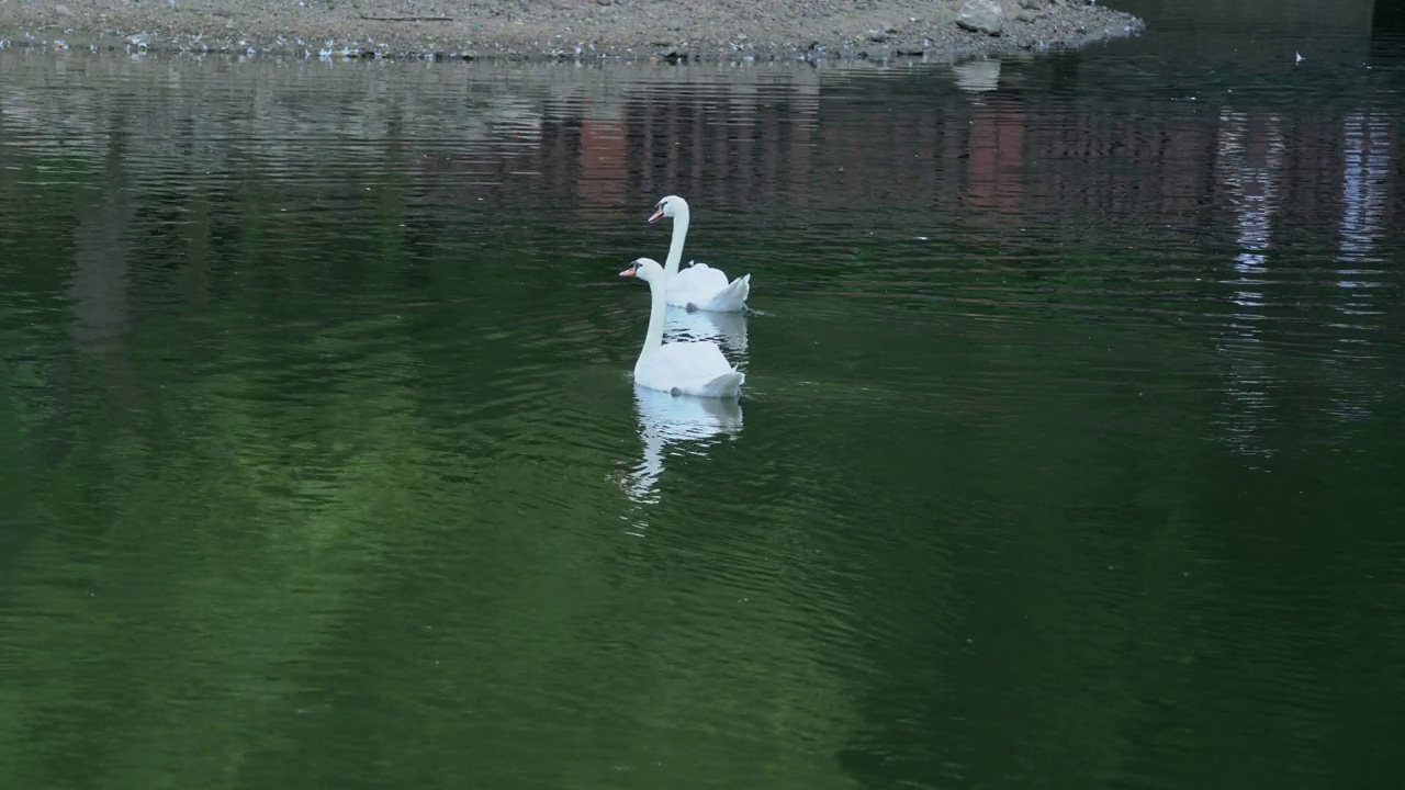 两只天鹅在池塘里漂来漂去视频素材