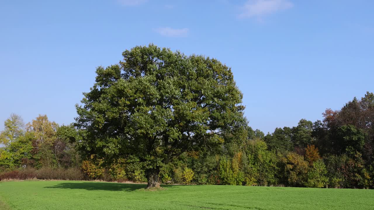 橡树和绿色的叶子在田野里视频下载