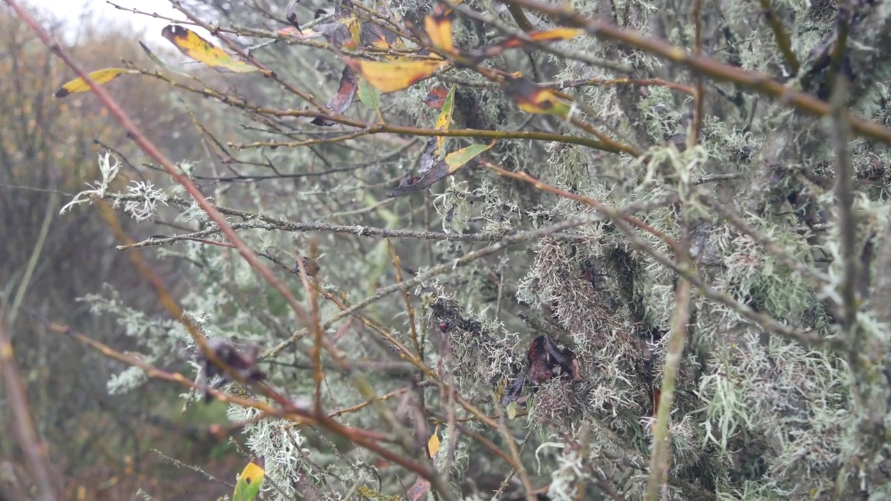 蜘蛛网上的水滴，森林里的秋天树木。蜘蛛网上的水滴闭合视频下载