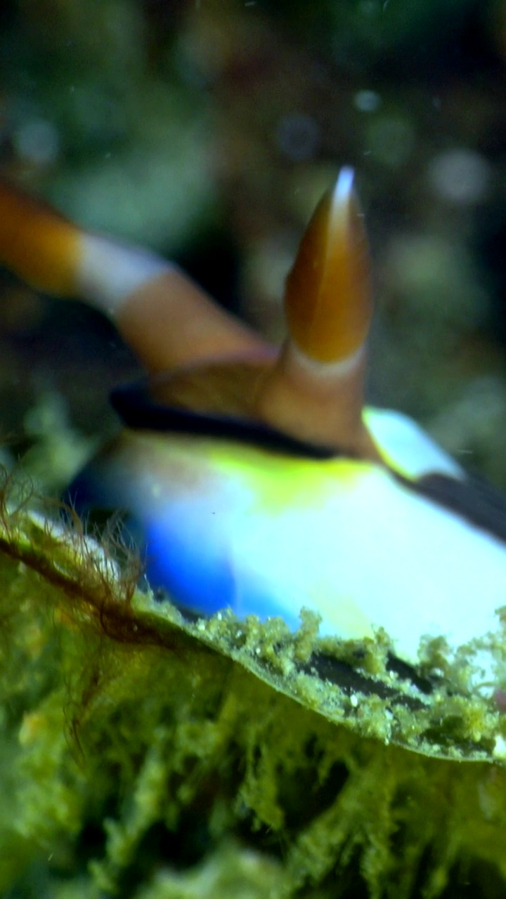 垂直视频的裸鳃科nembrotha rutilans正在藻类视频下载
